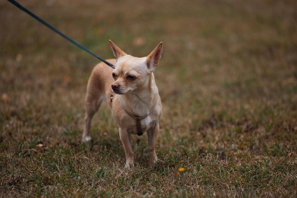 How do you prepare a traditional bubble and squeak with a twist?
