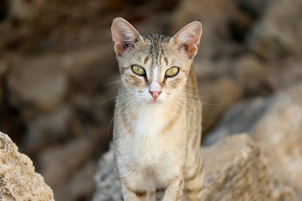 How Can UK Women Elevate Their Fashion Style Effortlessly?